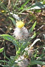 Miniatura para Centaurea eriophora