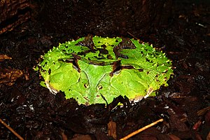 Керти рогатка (Ceratophrys cornuta). Табийгъат билимни кърал музейи, Карлсруэ, Германия