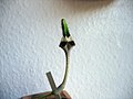 Ceropegia radicans, kukka.