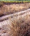 Binsen-Knorpellattich (Chondrilla juncea)