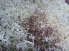 Cladonia portentosa.