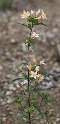 Колломия крупноцветковая (Collomia grandiflora)
