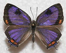 Колорадо Hairstreak, MM.JPG