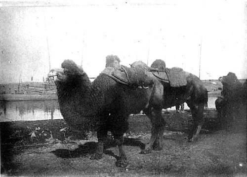 Convois de chameaux ; ces animaux remontant en Mongolie pour y passer l’été et ne séjournent au Petchili qu’en hiver
