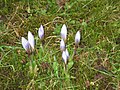 Crocus 'Blue Pearl' closed