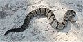 Canebarke Rattlesnake, Crotalus horridus atricaudatus