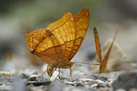 Flügelunterseite Männchen (Trockenzeit)