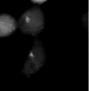 Файл: Разпределение на пероксизоми, белязани с мономерен вариант eqFP611 в клетки HEK293 по време на митоза - pone.0004391.s005.ogv