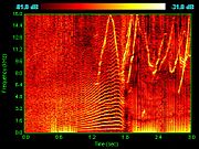 Spectrogram of dolphin vocalizations; chirps, clicks and harmonizing are visible as inverted Vs, vertical lines and horizontal striations respectively.