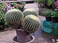 Echinocactus grusonii в Ботаническом саду Ути.jpg