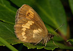 Erebia manto – Flügelunterseite