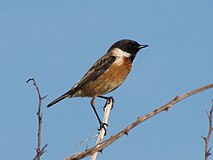 Европейский Stonechat.jpg