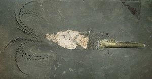 Passaloteuthis bisulcata (Onerjura)