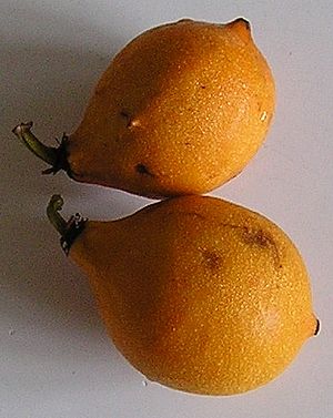 Καρποί Garcinia gardneriana.