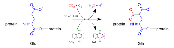 Гамма-глутамилкарбоксилаза.svg