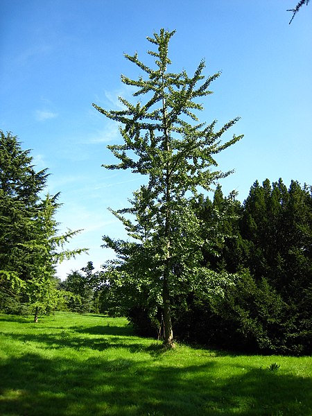 File:Ginkgo biloba.JPG