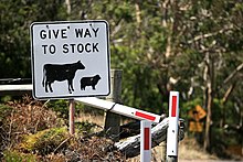This Australian road sign uses the less common term "stock" for livestock. Give Way To Stock (6759026099).jpg