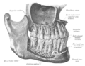 The permanent teeth, viewed from the right.