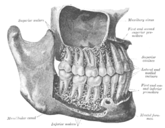 Ilustracja