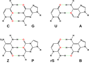 Hachimoji RNA