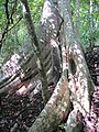 Trunk at Udawatta Kele Sanctuary, Sri Lanka