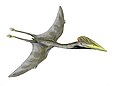 Dessin d’artiste du Hatzegopteryx thambema.