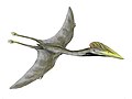 Essai de reconstitution de l'Hatzegopteryx, nommé d'après la ville de Hațeg.