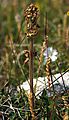 Saxifraga hieraciifolia