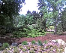 The arboretum of Greifswald Botanic Garden, Germany Heidegarten Arboretum 0521 123101.jpg