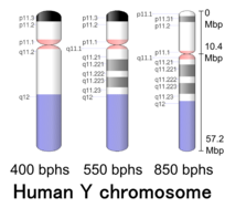 G-banding ideogram of human Y chromosome in resolution 850 bphs. Band length in this diagram is proportional to base-pair length. This type of ideogram is generally used in genome browsers (e.g. Ensembl, UCSC Genome Browser).