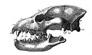 Skull of Hyaena eximia