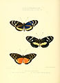 Ilustração de Heliconius: Figura 1. Tithorea tarricina (um Danainae não pertencente ao gênero)[40]; Figura 11. H. hecuba; Figura 12. H. cydno.