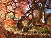 Japanese Threadleaf Maple Trees, November 2013