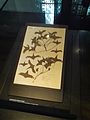 Joseph Banks’ herbarium sheet