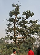 Old tree at Hodal in Faridabad district of Haryana, India