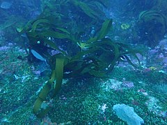 Kelp at 12 Mile Bank