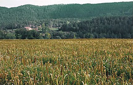 Santa Maria de Merlès (Berguedà), 11 d'octubre de 2003