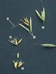 1-Les tres flors d'una espigueta, 2-Els tres estams, 3-Glumes, 4-Aresta, 5-Espigueta.