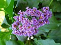 Miniatura Limonium arboreum