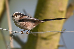 Long-tailed Tit Aegithalos caudatus.jpg