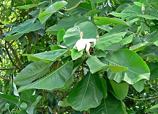 Magnolia macrophylla var. dealbata (syn. Magnolia dealbata)