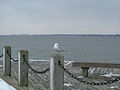 A seagull on the dock in winter