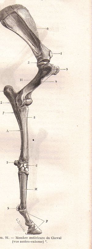 Antero-external view of the anterior limb of a...
