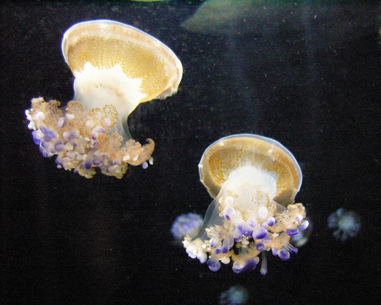 Image:Mediterranean Jellyfish 1.jpg