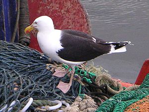 Hääfkub (Larus marinus) LC - least concern (ei trüüwet)