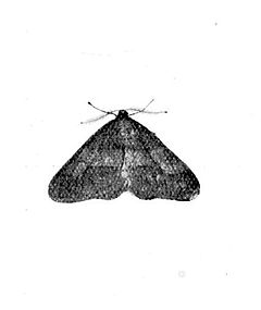 Fig. 10. Dotted Border, male.