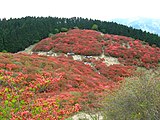 大和葛城山のツツジ園