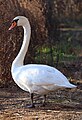 Mute swan, Connecticut, December 2023