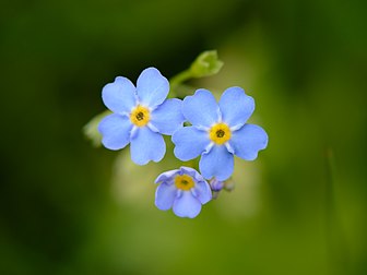 Des fleurs de myosotis des marais (Myosotis scorpioides). (définition réelle 4 622 × 3 467)