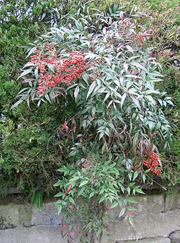 Nandina domestica1